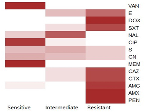Figure 7 The heat-map clarifies the antimicrobial resistance profile of the obtained B. cereus isolates.