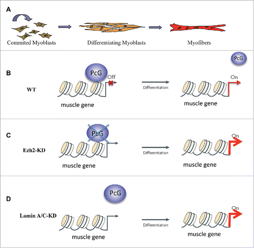 Figure 3. Nucleoplasmic LaminA/(C) affects muscle differentiation through PcG functions. (A) Schematic representation of muscle differentiation in vitro. (B) In physiological conditions PcG proteins total levels are reduced at the onset of myogenesis. This determines a displacement from muscle promoters and a consequent transcriptional activation of target genes. (C) Depletion of PcG proteins induces de-repression of muscle genes and premature muscle differentiation. (D) Depletion of Lamin A/C, although does not change overall PcG proteins levels, leads to an acceleration of myogenesis due to a premature displacement of PcG proteins from muscle-specific genes promoters.