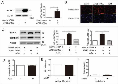 Figure 6. AZM is not associated with increase in mitochondrial damage or mitochondrial ROS production in LF. (A) WB using anti-ACTA2 and anti-ACTB of cell lysates from control siRNA (lane 1) and ATG5 siRNA- (lane 2) transfected LF. Protein samples were collected after 72 h transfection. In the right panels are the average ( ± SEM) taken from 3 independent experiments shown as relative expression. *p < 0.05. (B) Photographs of fluorescence staining of control siRNA, ATG5 siRNA, and AZM-treated LF with MitoSOX Red (upper panels) and with Hoechst 33258 (lower panels). LF were transfected with nonsilencing control siRNA and ATG5 siRNA, and AZM treatment (10 μg/ml) was started 48 h post-siRNA transfection. LF were treated with AZM for 24 h. Bar: 100 µm (C) WB using anti-SDHA, anti-TOMM20, and anti-ACTB of cell lysates from control siRNA (lane 1), ATG5 siRNA (lane 2), and AZM (10 μg/ml) (lane 3) treated LF. AZM treatment was started 48 h post-siRNA transfection and protein samples were collected after 24 h treatment with AZM. Right panels are the average ( ± SEM) taken from 4 independent experiments shown as relative expressions. * p <0.05. (D) Intracellular ATP levels were determined in LF after control (open bar) or AZM treatment (10 μg/ml for 24 h; black bar), respectively. ATP levels in the control cells were designated as 1.0. (E) Cell proliferation was evaluated by MTT assay. LF were treated with control and AZM, respectively. Cell proliferation was assessed after 24 h treatment. Control treated cells were designated as 1.0. (F) Cell death was evaluated by LDH cytotoxicity assay. LF were treated with control and AZM, respectively. Cell death was assessed after 24 h treatment.
