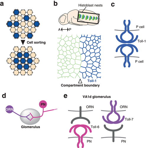 Figure 4. Cell-cell adhesion by Toll-like receptors in tissue morphogenesis and the wiring of the olfactory nervous system a) Differential adhesion model. Cells expressing more adhesion molecules (blue) replace the weaker adhesions with the stronger ones, resulting in the relocation of these cells inside the cell aggregate. b) Differential expression of Toll-1 in the histoblasts of the pupal abdomen. Locations of histoblast nests are indicated (top). Anterior to the left and posterior to the right. Toll-1 is strongly expressed in the posterior compartment (blue). Compartment boundary is indicated by the open arrowhead (bottom). c) Homophilic adhesion of Toll-1 between posterior compartment cells (P cells). d) Wiring between olfactory receptor neurons and projection neurons in the glomerulus. e) TLRs in the ORN-PN matching. In the VA1d glomerulus the pre-synaptic VA1d ORN and the post synaptic PN form a connection. Toll-6 functions in the PN and Toll-7 in the ORN. Toll-6 does not require the expression of Toll-7 in the cognate ORN and vice versa. Neither protein requires the intracellular domain, suggesting the presence of heterophilic binding partners.