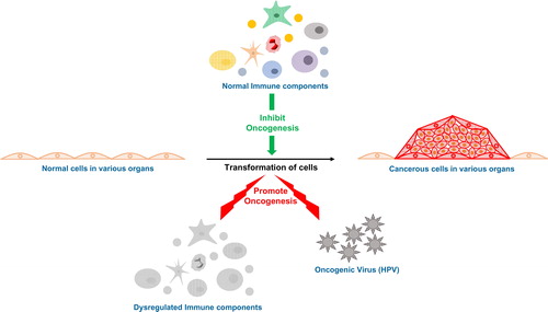 Figure 1. Interactions between host immunity and cancer.