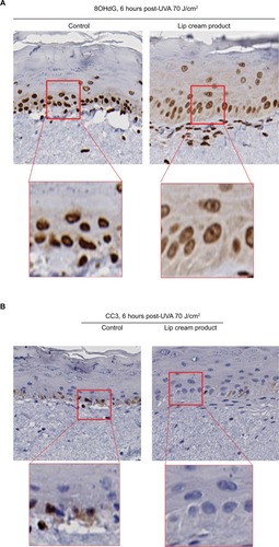 Figure 5 Lip cream with UV filters inhibited UVA-induced DNA damage (8OHdG, dark brown nuclear staining); (A) and apoptosis (CC3, brown staining,) (B) in EpiDermFT at 6 hours post-UVA (70 J/cm2).