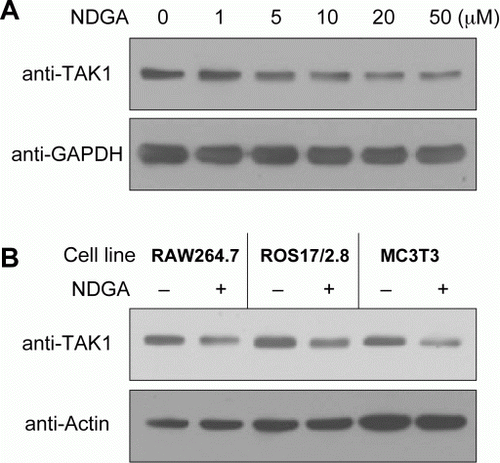 Figure 2.  NDGA down-regulates TAK1 protein level. (A) Dose-dependent decreases in TAK1 level following the challenge of NDGA. RAW264.7 cells were treated with the indicated concentration of NDGA for 6 hours, then harvested and subjected to the western blot analysis. (B) The decreases in TAK1 level were shown in various cell lines. Each cell line was treated with 10 µM NDGA for 6 hours and analyzed for TAK1 level.