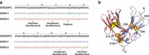 Figure 1. Generation of hetEHD2 domains. (a) Sequences of the human IgE heavy-chain domain 2 (EHD2) and the heterodimerization domains (hetEHD2 containing EHD2-1 and EHD2-2). Inter- and intrachain disulfide bonds as well as N-glycosylation site are marked. (b) Structure of the heterodimerization domain (hetEHD2) (modified from pdb entry 1O0V).Citation15 The two domains are colored in blue (EHD2-1) and red (EHD2-2). Cysteine residues in the two domains are shown as spheres in orange (EHD2-1) and yellow (EHD2-2). Cysteine residues on position 28 (Kabat: 261) and 86 (Kabat: 321) for intradomain disulfide bonds in each hetEHD2 domain, while the cysteine 14 (Kabat: 247) of EHD2-1 and the cysteine 102 (Kabat: 337) of EHD2-2 form interchain disulfide bond. The potential N-glycosylation site is show in green. Numbering of the residues according to A or the Kabat index.Citation16