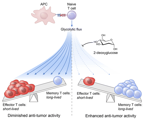 Figure 1. Glycolytic metabolism regulates CD8+ T-cell differentiation and effector functions. Upon antigen stimulation, naïve CD8+ T cells undergo massive clonal expansion and differentiate into effector and memory cells. This process is accompanied by metabolic alterations, including an increased flux via aerobic glycolysis. High levels of glycolysis drive CD8+ T cells toward a terminally differentiated effector state that is associated with an impaired antineoplastic activity. Inhibiting glycolysis with 2-deoxyglucose (2-DG) favors the formation of long-lived memory CD8+ T cells that mediate enhanced antitumor responses after adoptive transfer.