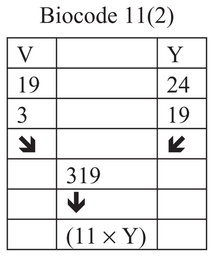 Figure 14 Connection of the rank of amino acids V and Y.