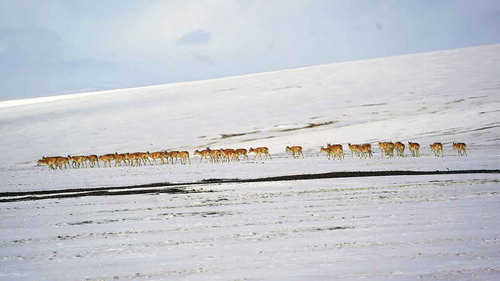 Photo 2. A herd of female Tibetan antelope (Pantholops hodgsonii) is migrating to the Hoh Xil hinterland to deliver lambs. In 2017, the number of those animals in the Sanjiangyuan National Park area has returned to 6–7 million, three times as many as two decades ago. Taken May 2020 in the Hoh Xil, Sanjiangyuan National Park. Photographer: He Fuquan.