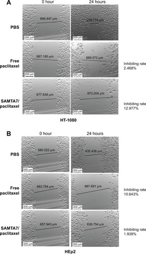 Figure 3 Evaluation of inhibition of tumor cell metastasis in HT-1080 (A) and HEp2 (B). The SAMTA7-paclitaxel complex had a remarkable antiproliferation effect on HT1080 cells.