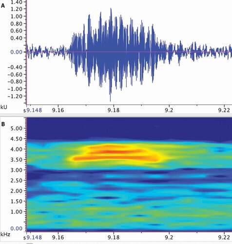 Figure 7. Call of the paratype (ZSFQ 2502) of Noblella worleyae sp. nov. The recording was made at 22:00 on April 9th, 2017 (air temperature not recorded). (A) Amplitude; (B) Frequency