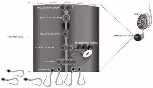 Figure 3. Zinc is important for the spermatogenesis process, acting in the seminiferous tubules. The spermatids are developed in the spermatozoa through Zinc-Containing Proteins and several complex enzymatic reactions. Adapted from Hidiroglou and Knipfel [Citation11].