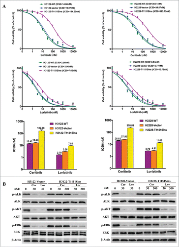 Figure 2. Inhibitory effects of ALK inhibitors on ALK T1151Sins mutation. A. Cell viability assays upon H3122 or H2228 cells harboring ALKWT and ALKT1151S constructs, respectively. H3122 or H2228 cells were treated with the indicated doses of ceritinib or lorlatinib for 48 hours. After the incubation, the cell survival was assayed using CCK8 assay. As depicted by cell viability curves and IC50 values, lorlatinib displayed superior inhibitory activity against T1151Sins mutation compared with ceritinib. Data are representative of three independent biological replicates. B. Immunoblot analyses show differential activity of ceritinib and lorlatinib upon intracellular signaling inhibition in H3122 or H2228 cells harboring ALKWT and ALKT1151S constructs. H3122 or H2228 cells were treated with the indicated concentrations of ceritinib or lorlatinib for 2 hours. Lysates were probed with antibodies directed against the indicated proteins. Inhibition of ALK and intracellular intermediates of MAPK and PI3K-AKT pathways was achieved at lower doses for lorlatinib compared with ceritinib in ALKWT and ALKT1151S cells. The protein levels of total ERK, total AKT and β-actin were as loading controls. Experiments were repeated three times.