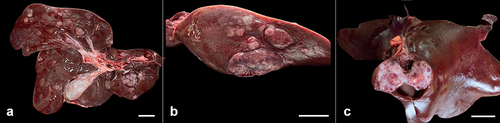 Figure 2 Macroscopic observations in the livers of DENA-treated swine. Multiple nodules varying in size were found throughout the liver lobes (a). Small to large, randomly scattered tumor nodules (b) in the right lateral lobe of the liver. A cross-section of a tumor nodule displays a white mass with prominent blood vessels (c). Bar = 5 cm.