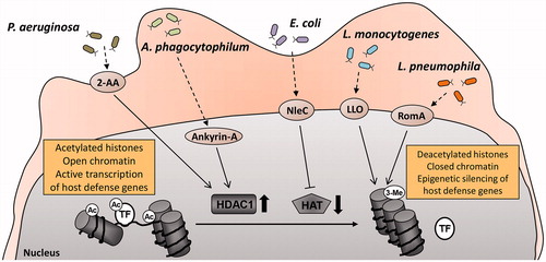 Figure 1. Microbial pathogens developed multiple strategies to evade the immune response through manipulation of the host acetylation system. 2-Aminoacetophenone, a quorum sensing molecule released by Pseudomonas aeruginosa induces HDAC1 expression in host cells (Bandyopadhaya et al. Citation2016). Similarly, Anaplasma phagocytophilum, through its effector molecule ankyrin A upregulates HDAC1 and promotes HDAC1 recruitment to gene promoters (Garcia-Garcia et al. Citation2009; Rennoll-Bankert et al. Citation2015). The metalloproteinase NleC produced by enteropathogenic and enterohaemorrhagic Escherichia coli degrades the host HAT p300 (Shames et al. Citation2011), whereas listeriolysin-O secreted by Listeria monocytogenes promotes histone deacetylation in infected cells through an unknown mechanism (Hamon et al. Citation2007). RomA, the effector molecule of Legionella pneumophila, blocks acetylation by inducing histone H3 trimethylation (Rolando et al. Citation2013). All these processes lead to global or promoter-specific histone hypoacetylation, condensation of chromatin structure, and suppressed transcription of genes responsible for host defense against microbial infection. 2-AA: 2-aminoacetophenone; Ac: acetylated; 3-Me: tri-methylated; LLO: listeriolysin-O; TF: transcription factor.