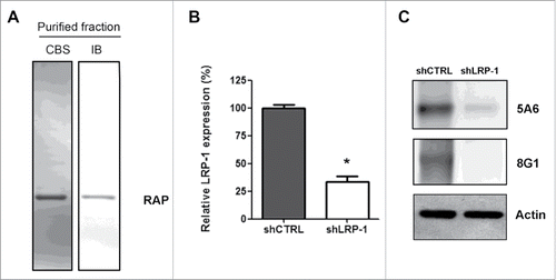 Figure 1. Validation of LRP-1-silencing efficiency and purification of human recombinant RAP. (A) Purified recombinant RAP was assessed by SDS-PAGE followed by CBS and immunoblotting using anti-RAP antibody (IB). (B) Total RNAs were purified from FTC-133 cells transfected with non-silencing shRNA (shCTRL) or shRNA targeting LRP-1 (shLRP-1). The transcriptional level of LRP-1 was assessed by reverse transcription followed by a real-time PCR. β-actin primers were used as a normalization control. Graph represents the relative LRP-1 expression in percent. *, P< 0.05 (C) Whole-cell extracts from each clonal cell were subjected to immunoblot analysis under non-reducing conditions with anti-LRP-1 α-chain (8G1) and β-chain (5A6) antibodies. β-actin antibody was used for normalization.