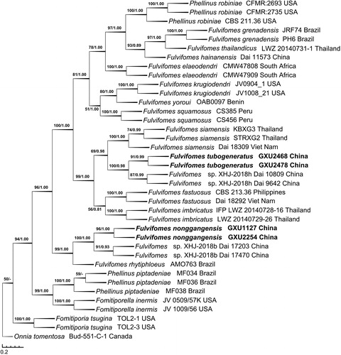 Figure 2. Phylogenetic tree was generated using maximum parsimony analyses based on combined ITS + nLSU sequences. Bootstrap values (before the/) higher than 50% and Bayesian posterior probabilities (after the/) more than 0.50 are indicated along the branches.