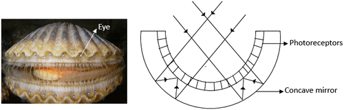 Figure 2. (Left) Argopecten irradians, the scallop (Source: Wikipedia). (Right) Schematic diagram of concave mirror eye of scallops. (Adapted from Land, 1988).