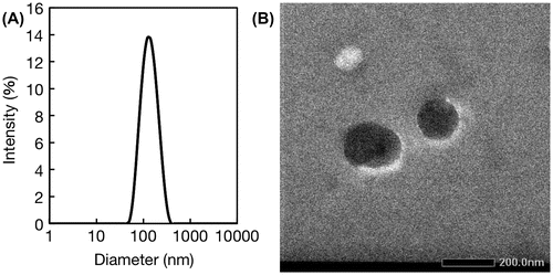 Figure 5. Characterization of nanogels. (A) Size distribution determined by DLS analysis; (B) TEM image.
