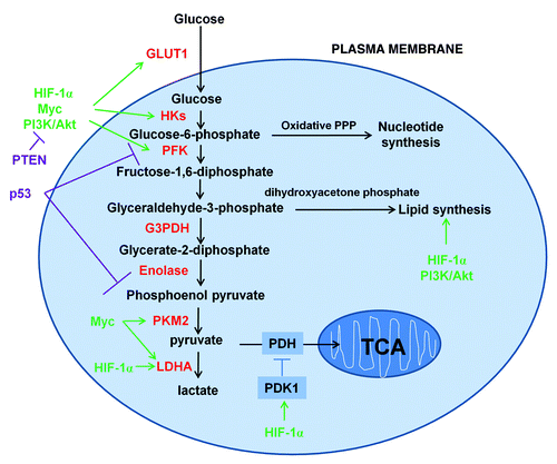 Figure 1. Schematic representation of the glucose metabolism in cancer cells. Cancer cells increase the uptake and metabolism of glucose by regulating key transporters and enzymes (shown in red font) involved in glycolytic pathways. Key oncogenic pathways are shown in green and key tumor suppressor pathways are shown in purple. The oxidative branch of PPP is required in nucleotide synthesis and dihydroxyacetone phosphate pathway is critical for lipid synthesis.