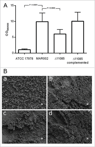 Figure 3. A) Quantification of biofilm formation by crystal violet staining. Eight independent replicates were done. Student´s t-test was done, values are means and bars indicate the standard deviation. B) SEM analysis of bacterial biofilm on plastic surface at the liquid-air interface of the A. baumannii strains a) ATCC 17978, b) MAR002, c) MAR002Δ11085 and d) MAR002Δ11085 complemented. All micrographs were taken at 5,000x magnification. Bars indicate the scale marks (2 μm).