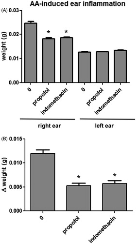 Figure 1. Arachidonic acid (AA)-induced ear inflammation. AA (1 mg/mouse) was topically applied to the right ear and vehicle alone to the left ear. One hour later, discs of ear tissue were excised and edema determined by the difference in weight between the right (AA-treated) and left (AA-untreated) ear samples. To test drug effects, propofol (100 mg/kg) or indomethacin (15 mg/kg) was given IP at 5 and 30 min, respectively, before the AA application. Weights of the right (AA-treated) and left (AA-untreated) ears of the mice (A), and the differences (B) between these weights (reflecting level of edema) are shown. n = 5/group. *p < 0.001 vs 0 (that of right ear in (A)).