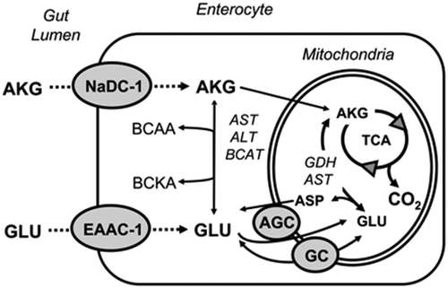 Figure 1. Metabolic cycle of dietary glutamate and α-ketoglutarate in the intestinal enterocyte[Citation16].