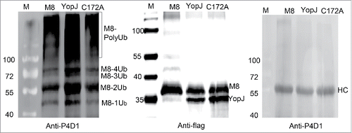 Figure 5. YopJ-mediated dual acetylation enhanced auto-ubiquitination of MARCH8. HeLa cells were transfected with flag-tagged MARCH8 (M8) in the presence or absence of flag-tagged YopJ or YopJ C172A Mutant. The purified MARCH8 were splitted into 3 equal fractions, one fraction was detected with anti-flag antibody by Western blots (the middle panel), another fraction was used for in vitro auto-ubiquitination assay (the left panel). The MARCH8 proteins were immunoprecipitated with anti-flag antibody, and incubated with ubiquitin-activating enzyme E1 (UBE1) and ubiquitin-conjugating enzyme E2 (UbcH5a). Formation of the poly-ubiquitinated MARCH8 (PolyUb) was detected by Western blotting using the anti-P4D1 antibody (the left panel). The third fraction was incubated with ubiquitination buffer without addition of E1 (UBE1) or E2 (UbcH5a), Formation of the poly-ubiquitinated MARCH8 (PolyUb) was not detected (the right panel). Ub: ubiquitin; HC: heavy chain of IgG. M8: transfection with only MARCH8: YopJ: cotransfection of YopJ with MARCH8; C172A: cotransfection of YopJ C172A mutant with MARCH8.