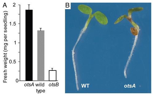 Figure 3 (A) Fresh weight of seedlings of otsA-expressing plants with increased T6P (▪), wild type (▪) and otsB-expressing plants with decreased T6P (□) grown on 100 mM sucrose. (B) Phenotype of otsA seedlings.