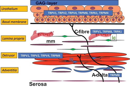 Figure 1. Main locations and functions of TRP channels in the bladder wall (see refs Citation16,Citation24).C-fiber afferents: TRPV1, TRPM8, TRPA1. The channels act as sensors of painful bladder stimuli or cold and as proalgesic and inflammatory mediators. They participate in the micturition reflex via afferent- and efferent-type signaling.A-delta fibers: TRPM8 mediates the bladder cooling reflex and is involved in the symptomatology and pathophysiology of idiopathic detrusor overactivity and painful bladder syndrome/interstitial cystitisUrothelium: TRPV4 is the principal urothelial mechanosensory. It is activated by bladder distention and modulates the micturition reflex via a urothelial signaling pathway. TRPV2 acts as a multimodal bladder sensor for detection of mechanical and neuroendocrine influences; it is also a determinant of urothelial carcinoma. The urothelial expression and function of TRPV1, TRPM8, TRPA1, and TRPM4 remain controversialDetrusor smooth muscle: TRPV4 is involved in the urothelium-independent contraction of isolated bladder strips. A similar expression pattern and function have been suggested for TRPV1, TRPV2, and TRPM4.Abbreviations: mm = muscularis mucosae; ic = interstitial cells