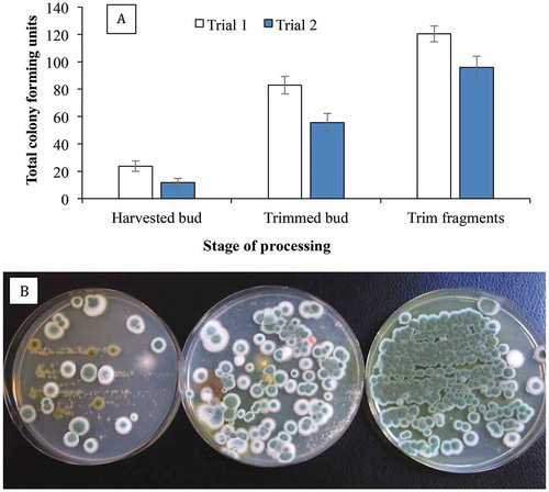 Fig. 8 Recovery of Penicillium spp. on PDA+S following swab samples taken from cannabis buds at different stages of processing. The swabs were obtained from harvested (non-dried) buds, buds after completion of mechanical trimming, and from trim fragments. The total colony-forming units are shown in (a) and the appearance of the dishes from Trial 1 is shown in (b). Data are from 10 replicate dishes in each of two trials