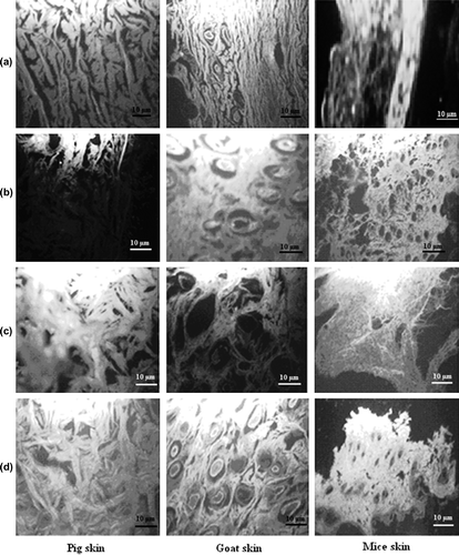 Figure 6. Morphology of pig, goat, and mice skin before (a) and after permeation study with the formulation ps (b), pps (c), and pcg (d). A longitudinal section of the skin showing epidermal part before permeation study (saturated with buffer media) and 24 h after permeation study.