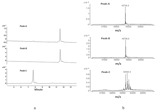 Figure 3. Enzymatically digested mAb-1 domains were separated by CEX and the three major peaks (Peak-A, Peak-B, and PeakC) were collected. The collected fractions were analyzed by RPLC-MS . Peak-A and Peak-B demonstrated the same retention time and same mass. (a) UV spectrum of the three major peaks. (b) Deconvoluted mass spectrum for the three major peaks