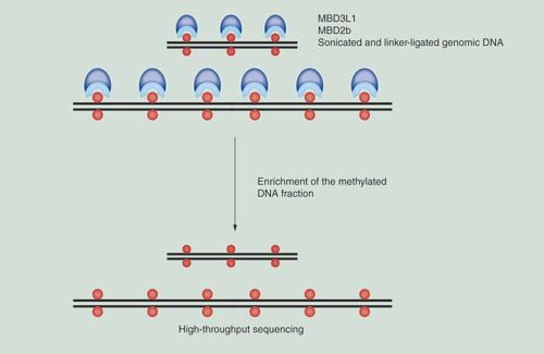 Figure 1.  Schematic outline of the MIRA-seq approach.