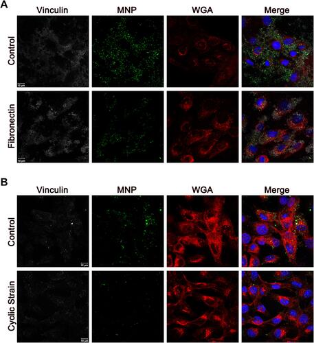Figure 4 Representative confocal images of PAA-MNPs uptake by VSMCs subjected to cyclic strain. (A) VSMCs were incubated with PAA-MNPs (100 µg/mL; 25 µg/cm2, green) in culture dishes coated with fibronectin for 4 h; (B) VSMCs were subjected to cyclic strain for 8 h before administration of PAA-MNPs, followed by additional 4 h of cyclic strain with PAA-MNPs in the culture media. Cell membrane, nuclei and focal adhesions were stained by WGA (red), DAPI (blue), and mouse anti-vinculin antibody (white), respectively.