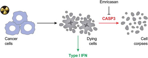 Figure 1. Negative impact of apoptotic caspases on the immunogenicity of radiation therapy.The immunogenicity of cancer cells succumbing to irradiation is largely dependent on type I IFN secretion (IFN). In this context, apoptotic caspases like caspase 3 (CASP3) mediate a detrimental effect as they drive the terminal inactivation and structural breakdown of dying cells. Thus, caspase inhibition with emricasan stands out as a promising approach to boost the efficacy of radiation therapy in the clinic.