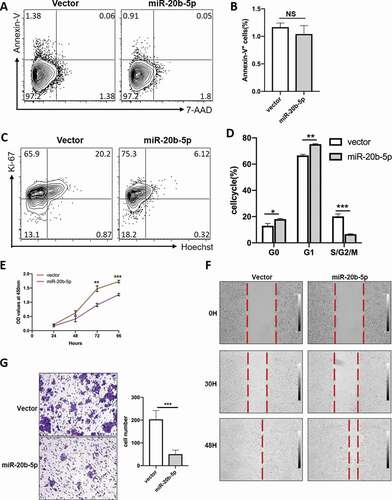 Figure 2. miR-20b-5p inhibits the cell cycle, migration and invasion, but does not affect the apoptosis in colon cancer cells. HCT-116 cells which were stably transfected with miR-20b-5p expression vector or control vector were used for following experiments. (a-b) Cell viability was determined by Annexin V/7-AAD staining. Representative flow cytometric analysis of apoptosis (a) and statistical histogram was shown at right (b). (c-d) cell proliferation assay was performed by Ki-67/Hoechst staining and flow cytometric assay. Results of flow cytometric analysis (c) and percentages of G0/G1/G2-S-M were shown (d). (e) CCK-8 was used to estimate the proliferative capacity at different time point. (f-g) Wound-healing migration assay (f) and cell transwell assay (g) were performed to examine the effect of miR-20b-5p on migration and invasion in vitro. HCT116 cells expressing miR-20b-5p or negative control were plated and representative microscopy images (20×) were shown. Data are presented as mean ± SEM from three independent experiments performed in triplicate. Data are expressed as mean ± s.e.m. *P ≤ 0.05, **P ≤ 0.01