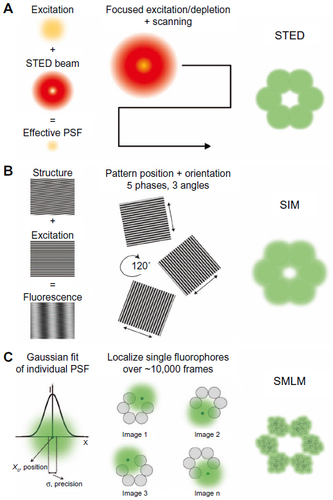 Figure 2 Superresolution microscopy techniques.