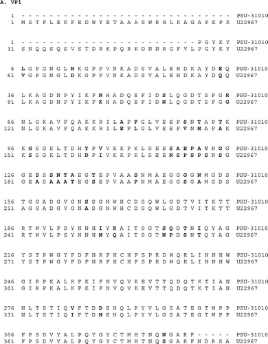 Figure 4.  Predicted amino acid sequence for VP1 (4a) and VP3 (4b) of Muscovy duck parvovirus isolates PSU-31010 and U22967. Amino acids that differ between the two isolates are denoted in bold.