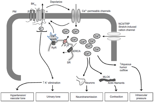 Figure 1 Signaling pathway downstream of BKCa channels involved in the regulation of various physiological processes.