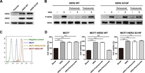 Figure 5 Effect of S310F mutation on the antitumour activity of pertuzumab. (A) NIH3T3 cells were used as the parental cell line and negative control, pCMV3-HER2 WT/S310F-mutant and pMH3-HER3 constructs were cotransfected into NIH3T3 cells. (B) Different ability of pertuzumab to inhibit HER2 phosphorylation signalling in WT/S310F-mutant HER2 cell lines after stimulation with or without HRG. NIH3T3 cells co-expressing WT/S310F HER2 and HER3 were incubated with culture medium or pertuzumab/trastuzumab for 2 h and then stimulated with or without HRG. Western blotting was performed using antibodies for the indicated proteins. (C) HER2 expression levels of MCF7 cells and MCF7 cells transfected with WT (MCF7-HER2 WT) or S310F-mutant (MCF7-HER2 S310F) HER2 gene, respectively. (D) Cell viability of MCF7, MCF7-HER2 WT and MCF7-HER2 S310F cell lines treated with culture medium (basal), HRG, HRG+pertuzumab or HRG+trastuzumab. Cell viability (%) is represented as the mean ± SD. One-way analysis of variance (ANOVA) was applied for statistical comparisons on multiple groups, ***p < 0.001.Abbreviation: NS, no significance.