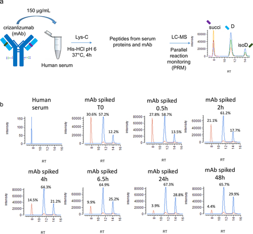 Figure 7. Parallel-reaction monitoring (PRM) of crizanlizumab succinimide conversion in human serum. A: Workflow of the PRM methodology to monitor the succinimide conversion into aspartic acid and iso-aspartic acid over a 24 h time course in human serum. Crizanlizumab stressed for 1 month at 25°C, pH 5 was spiked in human serum at a final concentration of 150 µg/mL and incubated for 0.5, 2, 4, 6.5, 24, and 48 h. Peptide mapping at pH 6 was used to keep the succinimide intact during sample preparation. Targeted L2-3 peptide detection was performed using an Orbitrap Fusion Lumos mass spectrometer and PRM methodology, by acquiring full MS/MS spectra for the succinimide L2-3 precursor at 857.72 m/z aspartic acid and iso-aspartic acid L2-3 precursor at 863.72 m/z in a scheduled method to enhance sensitivity. Multiple fragment ions were monitored for each species to increase the specificity of L2-3 detection in human serum. An example of three specific extracted fragment ion chromatograms is shown for succinimide, aspartic acid and iso-aspartic acid species. succi: succinimide; D: aspartic acid; isoD: iso-aspartic acid. B: Overlay of extracted fragment ion chromatograms for y’172+ for aspartic acid and iso-aspartic acid (blue) and y’172+ - 18 for succinimide (orange) for different time points following the spiking of crizanlizumab in human serum. In-source loss of water for y’172+is observed for aspartic acid and isoaspartic acid species.