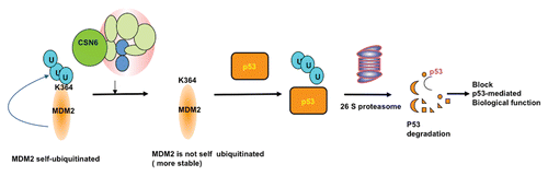 Figure 2 A model for the role of CSN6 in regulating MDM2-p53 axis. MDM2 is self-ubiquitinated at K346, which leads to fast turnover. CSN6 binds to MDM2 at a region 294–384 aa, potentially blocking MDM2-mediated self-ubiquitination at K346 site. Thus, MDM2 is more stable and can enhance p53 ubiquitination, which, in turn, will block p53-mediated biological functions.