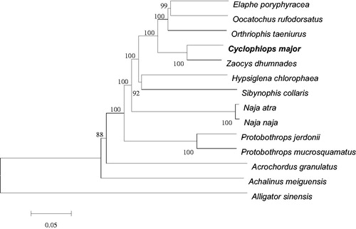 Figure 1. Neighbor-joining phylogenetic tree of complete mitogenome of C. Major and other related 12 species was constructed, with Alligator sinensis as an outgroup. The numbers on the each node branches are bootstrap values. All species’ accession numbers are listed as follows: Cyclophiops major KF148620; Zaocys dhumnades KF148621; Oocatochus rufodorsatus KC990020; Orthriophis taeniurus KC990021; Achalinus meiguensis NC_011576; Elaphe poryphyracea NC_012770; Hypsiglena chlorophaea NC_013977; Sibynophis collaris NC_016424; Acrochordus granulatus NC_007400; Naja atra NC_011389; Naja naja NC_010225; Protobothrops jerdonii NC_021402; Protobothrops mucrosquamatus NC_021412; Alligator sinensis NC_004448.