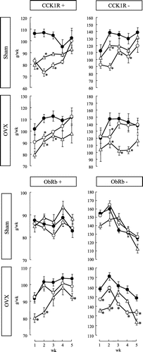 Fig. 1. Weekly changes in the amount of food intake in CCK1R+, CCK1R−, ObRb+, and ObRb− rats.