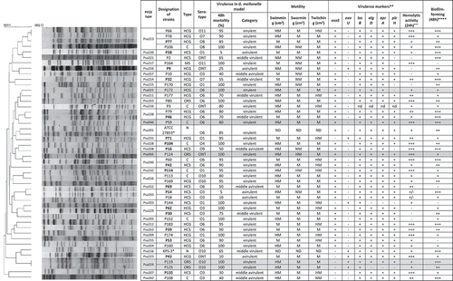 Figure 1. The characteristics of environmental P. aeruginosa isolates in order of their localization on PFGE dendrogram. grey coloured, same pulsed-field types as clinical counterparts; bold font, multidrug resistance (MDR); nd, no data; *clinical reference strains; ** + positive PCR; – negative PCR; ***- no haemolysis; + moderate haemolysis, ++ normal haemolysis, +++ intensive haemolysis; **** Biofilm-forming in modified microtiter assay: – no biofilm producer; + weak biofilm producer; ++ moderate biofilm producer; +++ strong biofilm producer