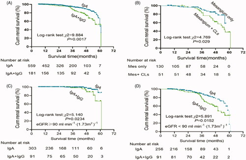 Figure 3. Kaplan–Meier renal survival to compare: (A) IgA (n = 560) vs IgA + IgG (n = 182); (B) IgG deposits in mesangium Only (n = 131) vs IgG deposits in mesangium + CLs (n = 51); (C) All patients with eGFR ≥90 mL/min/1.73 m2 (n = 394):IgA (n = 303) vs IgA + IgG (n = 91); (D) All patients with eGFR <90 mL/min/1.73 m2 (n = 348):IgA (n = 257) vs IgA + IgG (n = 91).