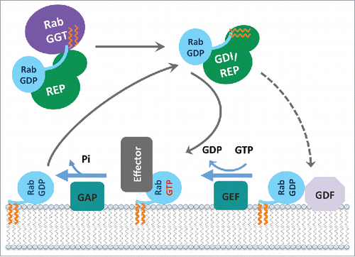 Figure 3. Rab functional cycle. The newly synthesized GDP-bound Rab is recognized by REP and presented to RabGGT, which geranylgeranylates the Rab on one or two C-terminal Cys residues. Targeting of the Rab/REP (or Rab/GDI) complex to specific membranes is mediated by the interaction with a membrane-associated GEF, which stimulates GDP to GTP exchange of Rab; or in few cases by interaction with a GDF first, followed by GEF stimulated activation. The GTP-bound (active) Rab conformation is recognized by multiple effector proteins, which then carry out their specific functions. GAP stimulates Rab GTPase activity and converts Rab back to the inactive, GDP-bound form, resulting in the dissociation of effectors. GDI regulates the cycling of Rab between the membranes by extracting inactive Rab from a membrane into the cytosol and subsequently delivering it back to a donor membrane compartment.
