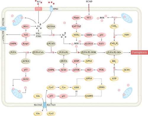 Figure 2 Mechanisms and important regulatory signaling pathways of ferroptosis.