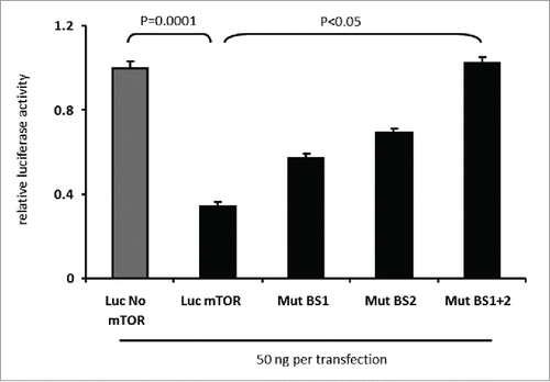 Figure 3. miR-496 reduces expression of a luciferase-mTOR 3′UTR fusion transcript in dependence of miR-496 complementary sequence motifs in the 3′UTR. Luciferase activity was measured in 293T cells upon co-transfection of miR-496 with Luc No mTOR, Luc mTOR, Luc mTOR Mut BS1, Luc mTOR Mut BS2 and Luc mTOR Mut BS 1+2 plasmids (50 ng per transfection), respectively. Error bars show SEM of 10 transfections. Transfection of control microRNA or no microRNA had no inhibitory effect on the expression of the luciferase construct.