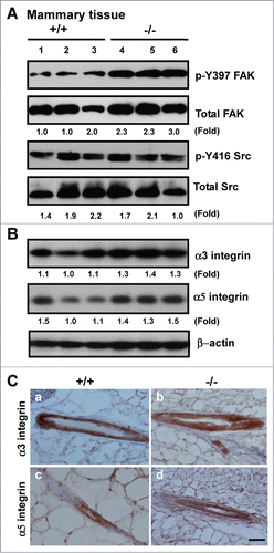 Figure 5. Effect of CD151 deletion on integrin expression and signaling in murine mammary glands. (A and B), Lysates of mammary tissues from 3 individual mice per genotype were analyzed with antibodies against phospho-specific or total protein for FAK or Src kinases (A) or against α3 or α5 integrin (B). Fold changes in the ratio of Y397/total FAK protein or pY416/total Src or integrins were calculated on the basis of densitometry measurements. (C)Representative images of α3 and α5 integrin distribution in mouse mammary tissues. IHC analyses were conducted with rabbit polyclonal antibodies against α3 (a-b) or α5 integrin (c-d) with mammary tissues from CD151 WT (a, c) or KO mice (b, d) (n = 3). Scale bar: 50 μm.