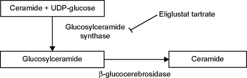 Figure 1 Synthesis of glycosphingolipids. In Gaucher disease, glucosylceramide accumulates due to a decrease or loss of activity of β-glucocerebrosidase. Eliglustat tartrate blocks the enzyme glucosylceramide synthase. Glucosylceramide synthase is localized in the cis/medial Golgi membrane which plays an important role in catalyzing the formation of glucosylceramide from ceramide and UDP-glucose. Glucosylceramide is further metabolized to other glycosphingolipids (not shown).